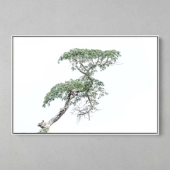 Quadro Decorativo Uma Gigante da Floresta Amazônica - comprar online