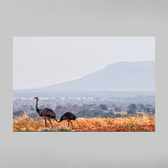 Quadro Decorativo Casal de Emas e a Serra do Roncador, MT