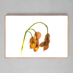 Quadro Decorativo Planta Rasteira - Ellquadros 