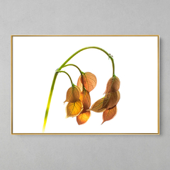 Quadro Decorativo Planta Rasteira - loja online