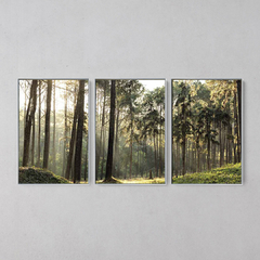 Imagem do Quadro Decorativo Tríptico Grandes Árvores Da Floresta