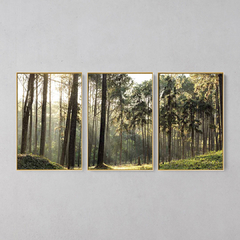 Quadro Decorativo Tríptico Grandes Árvores Da Floresta - loja online