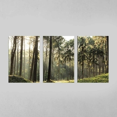 Quadro Decorativo Tríptico Grandes Árvores Da Floresta