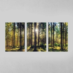 Quadro Decorativo Tríptico Floresta Iluminada