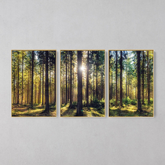 Quadro Decorativo Tríptico Floresta Iluminada - loja online