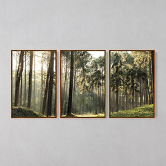 Quadro Decorativo Tríptico Grandes Árvores Da Floresta