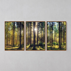 Quadro Decorativo Tríptico Floresta Iluminada - Ellquadros 