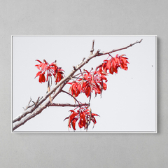 Quadro Decorativo Árvore no Topo de uma Serra na Amazônia - comprar online