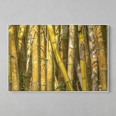 Quadro Decorativo Parede de Bambu Gigante, Zona da Mata Mineira - comprar online