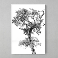 Quadro Decorativo Angico Centenário - comprar online