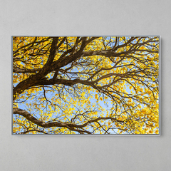 Imagem do Quadro Decorativo Centenário Ipê Amarelo