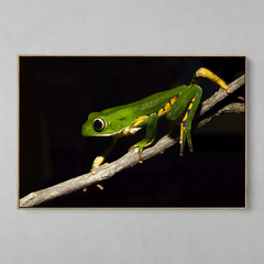 Quadro Decorativo Perereca Macaco (Phyllomedusa) na internet