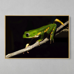 Quadro Decorativo Perereca Macaco (Phyllomedusa) - loja online