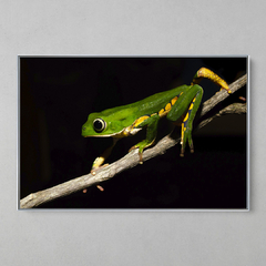 Imagem do Quadro Decorativo Perereca Macaco (Phyllomedusa)