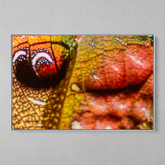 Imagem do Quadro Decorativo Detalhes de uma Asa de Esperança, Amazônia