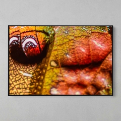 Quadro Decorativo Detalhes de uma Asa de Esperança, Amazônia