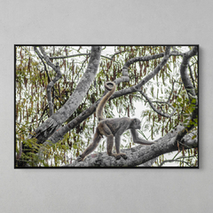 Quadro Decorativo O Muriqui e o Angico