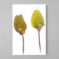 Quadro Decorativo Vida Nova, brotos de Jequitibá - comprar online