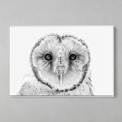 Quadro Decorativo Coruja Suindara (Tyto Furcata) - comprar online