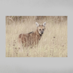 Quadro Decorativo Lobo Guará