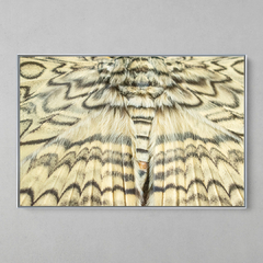 Imagem do Quadro Decorativo Geometrias da Asa da maior Mariposa do Mundo