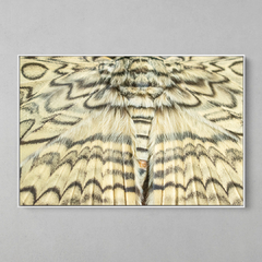 Quadro Decorativo Geometrias da Asa da maior Mariposa do Mundo - comprar online