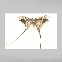 Quadro Decorativo Majestosa Mariposa