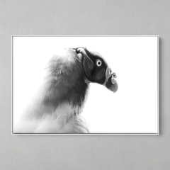 Quadro Decorativo Perfil de um Urubu Rei - comprar online