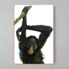 Quadro Decorativo Bebe de Macaco Aranha de cara branca - Ellquadros 