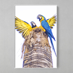 Quadro Decorativo Casal de Araras Canindé em Alegria - comprar online