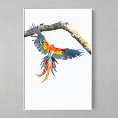 Quadro Decorativo Araracanga em voo - comprar online