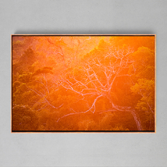 Quadro Decorativo Backligth da Golden Hour na Amazônia - Ellquadros 