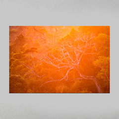 Quadro Decorativo Backligth da Golden Hour na Amazônia