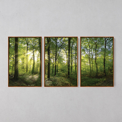 Quadro Decorativo Tríptico Floresta Verde E Sol - Ellquadros 