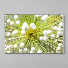 Quadro Decorativo Rara Flor do Capim Dourado. Serra do Caraça, MG. - comprar online