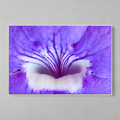 Quadro Decorativo Detalhes da Flor de um Cipó - comprar online