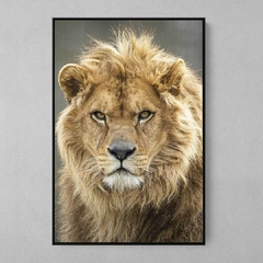 Quadro Decorativo Lord Lion