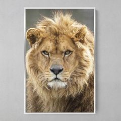 Imagem do Quadro Decorativo Lord Lion