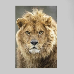 Quadro Decorativo Lord Lion