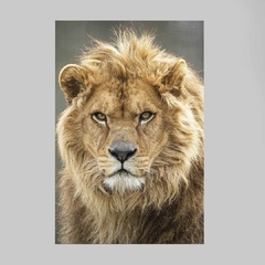 Imagem do Quadro Lion