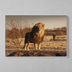 Quadro Leão Africano na internet