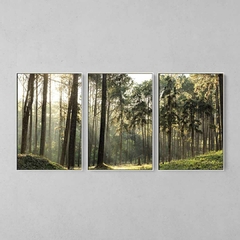 Quadro Decorativo Tríptico Grandes Árvores Da Floresta - Ellquadros 