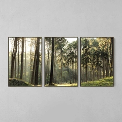 Quadro Decorativo Tríptico Grandes Árvores Da Floresta - comprar online