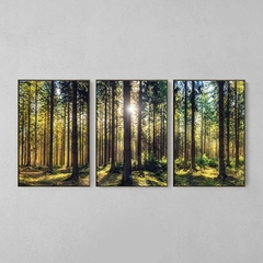 Quadro Decorativo Tríptico Floresta Iluminada na internet