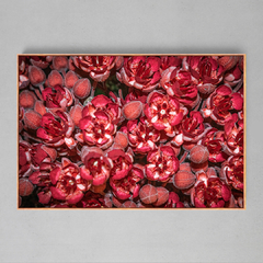 Quadro Decorativo Flores do Cacau - Ellquadros 