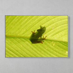 Imagem do Quadro Decorativo Perereca Verde Inverse