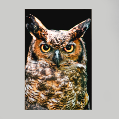 Imagem do Quadro Corujão de Orelha (Bubo Virginianus)