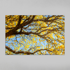 Quadro Decorativo Centenário Ipê Amarelo