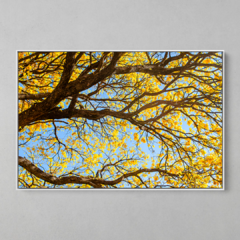 Quadro Decorativo Centenário Ipê Amarelo - comprar online