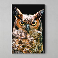 Quadro Corujão de Orelha (Bubo Virginianus) - comprar online